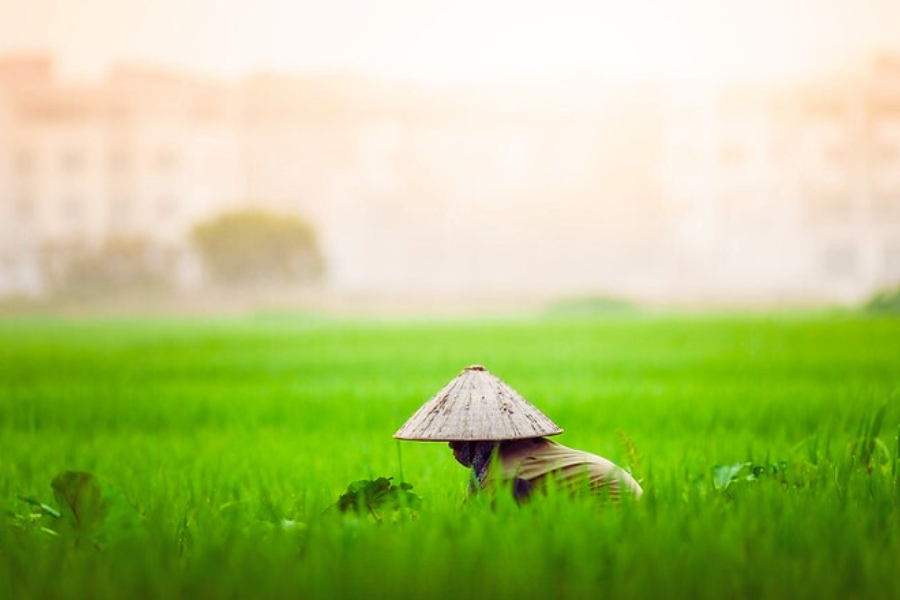 Vietnamese farmer in rice field wearing conical hat, Indochina travel highlight